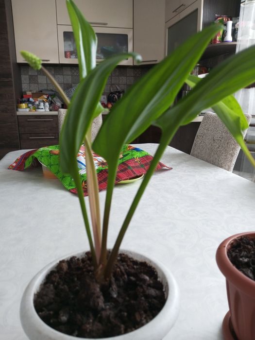 Амазонская лилия