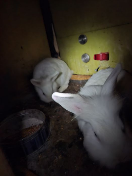 Pereche de iepurasi cap de leu