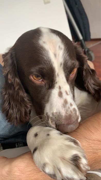 Спаниель для вязки