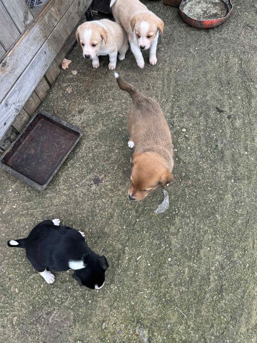 Подарявам кученца