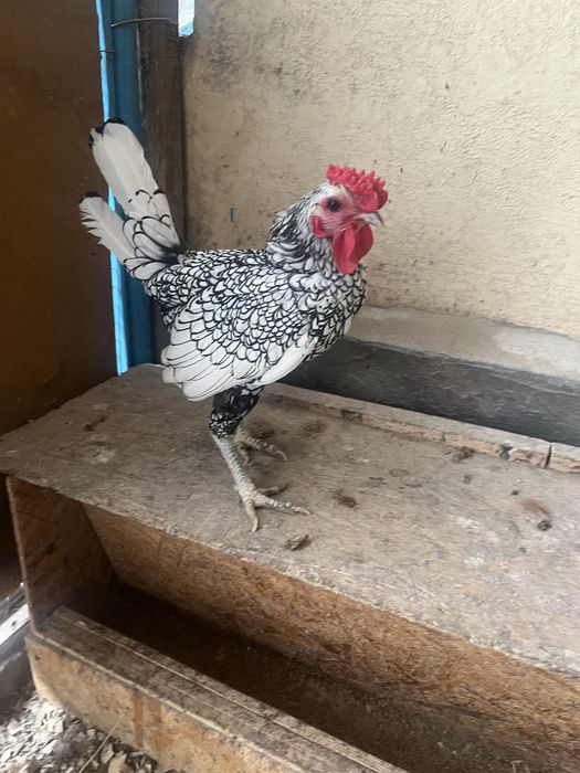 питух Породы Сибрайт