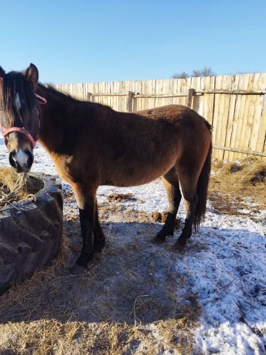 Продам молодую кобылу