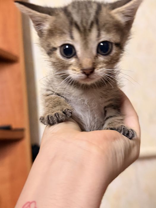 Отдам котят в добрые руки