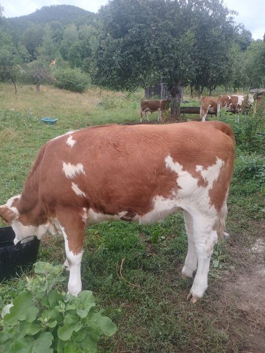 Vând 4 juninci si un tauras