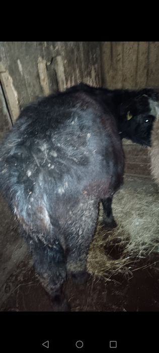 2 viței și o junincă