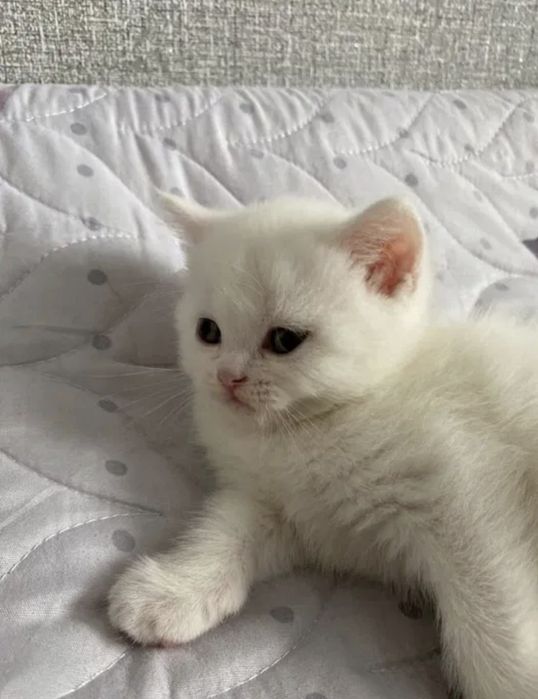 Британские котята