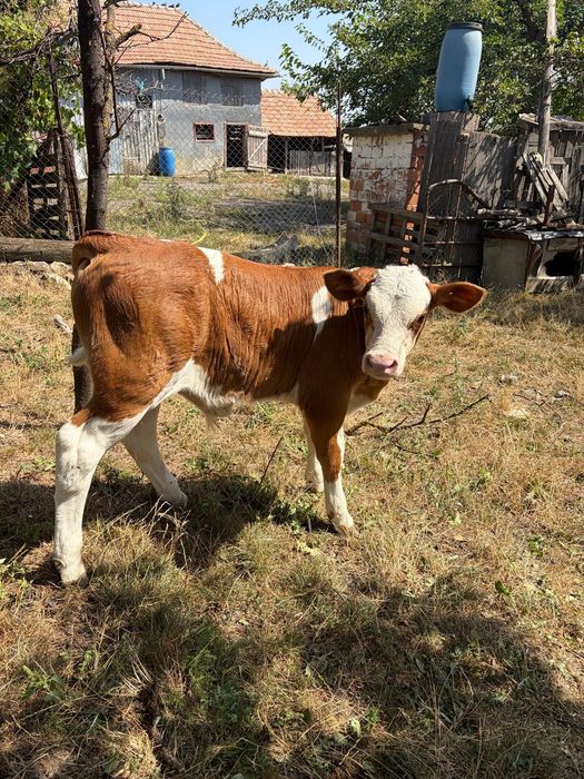 Vând Vițel BR Mascul