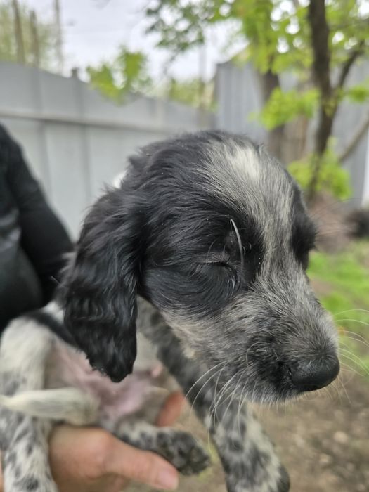 Собаки спаниельки