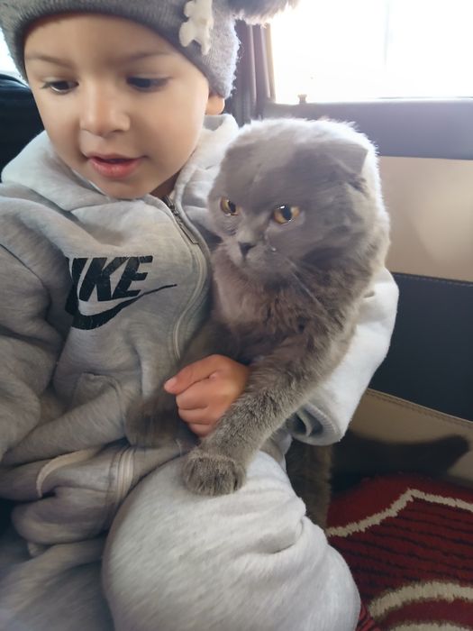 Skotish fold zotlik mushuk