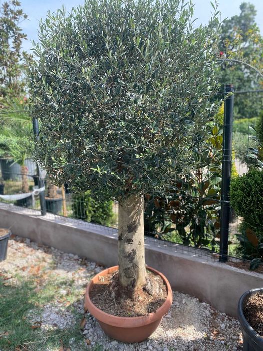 Plante ornamentale pentru grădini bine organizate