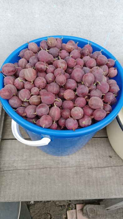 Продам дачу, с/о Эврика