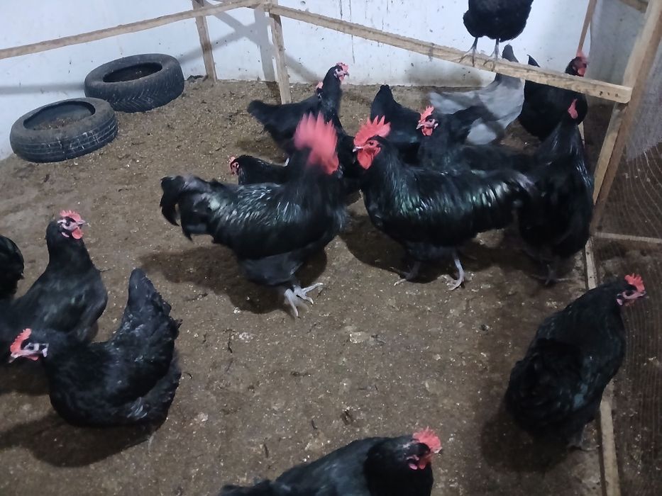 Брама товук тухуми сотилади зот дор