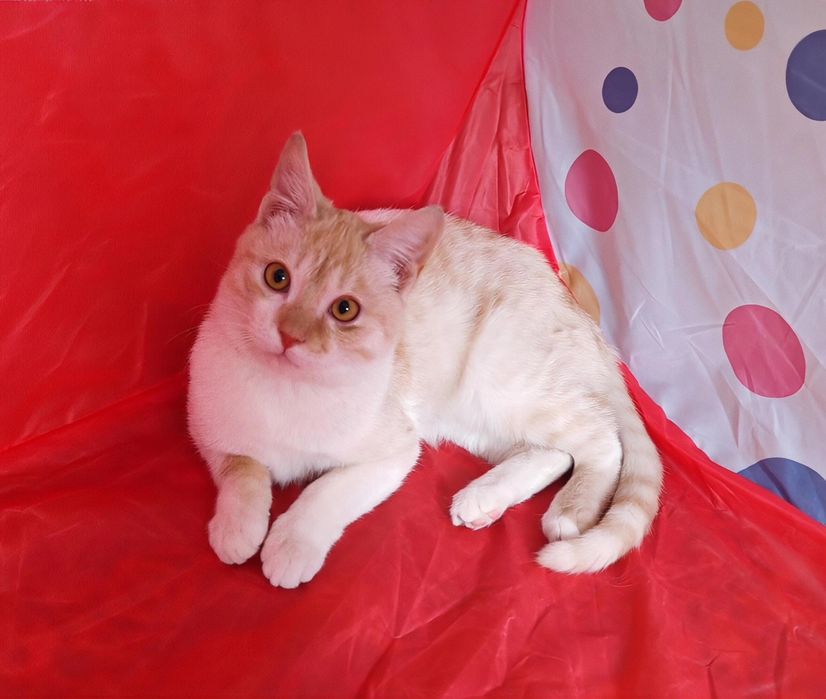 Шикарный котенок 6 месяцев