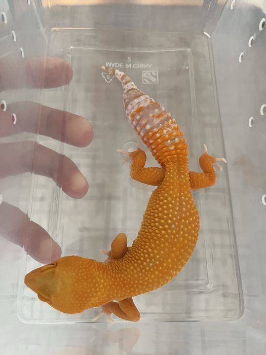 Эублефар мандарин