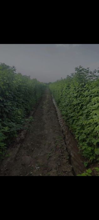 продам саженцы малины ремонтантная бабие лето 2 раз урожай приносит оч