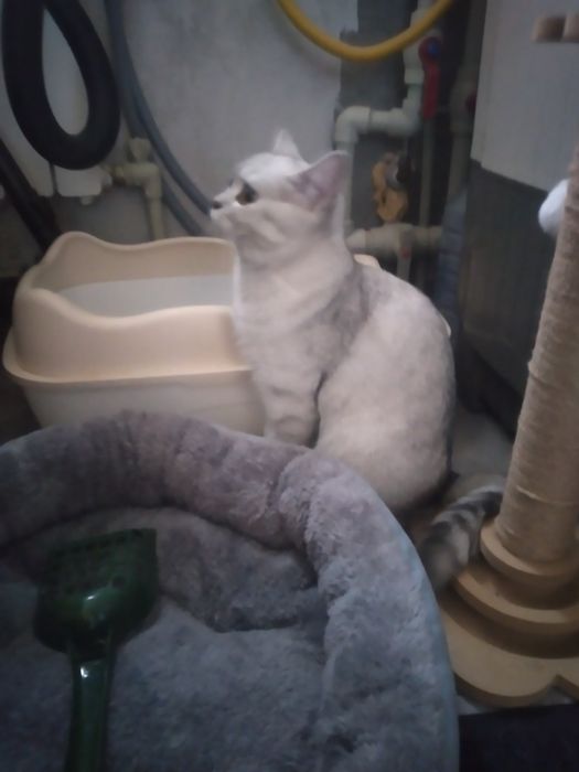 Кошка шотландский