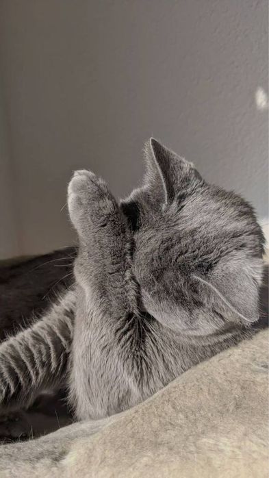 Hadiya berrillar mushuklarni sevuchilar uchun