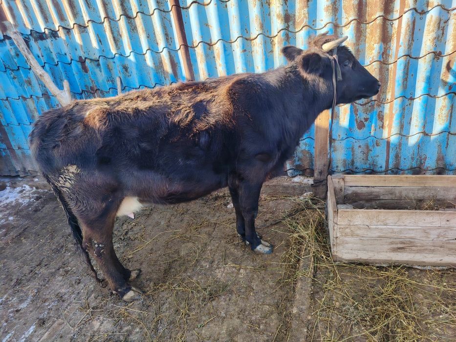 Продам карова сроч