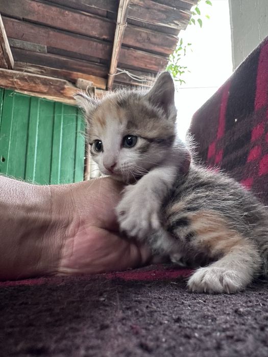 Котята даром полтара месяца