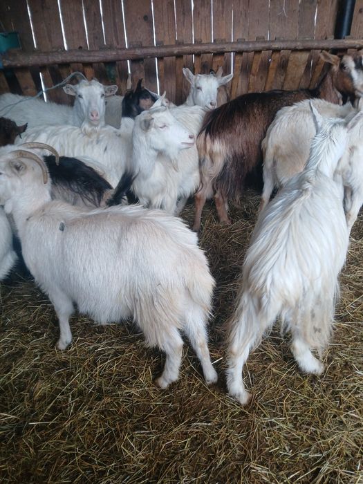 Vând capre gestante