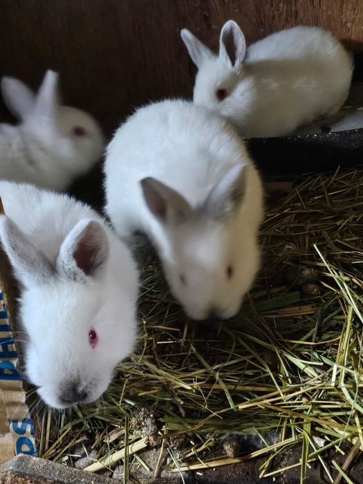 Продаются кролики породы Колифорния!