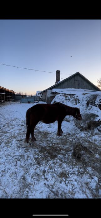 Жас бие сатылады