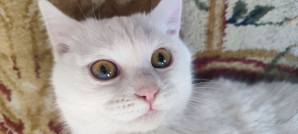 белый домашний кот. срочно!!!