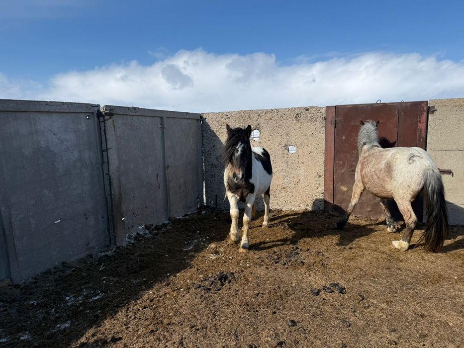 Айгыр ала . 5 лет .