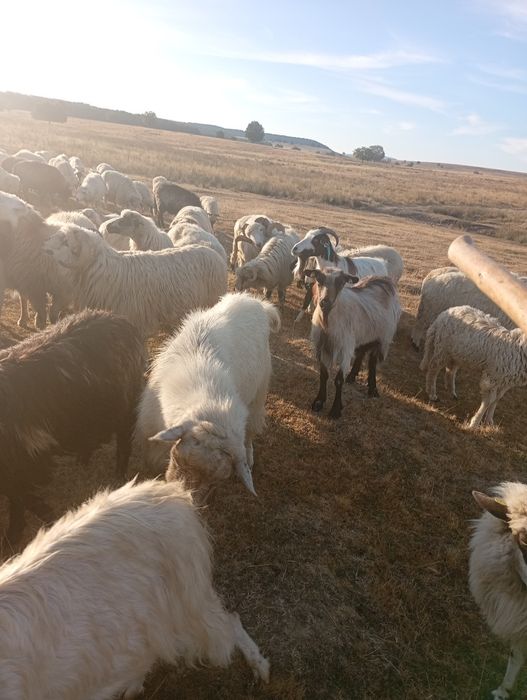 Țap de tineri buni de montă
