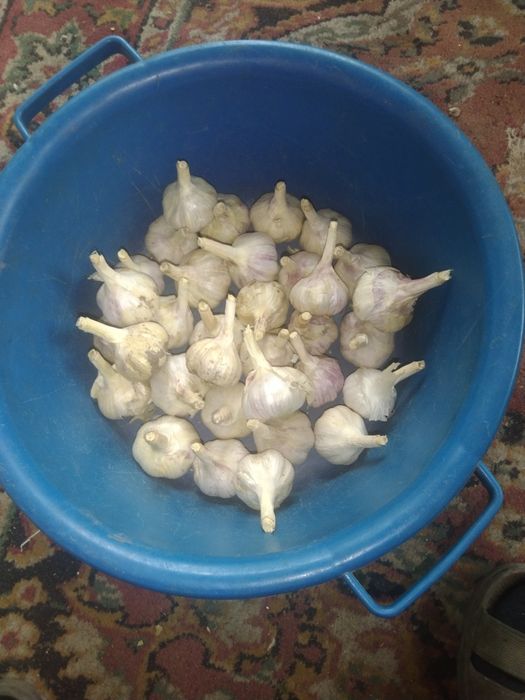 Дачный чеснок продам