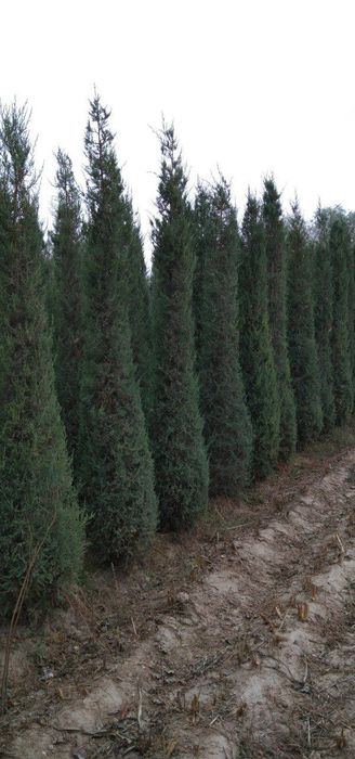 Стречка сотлади манзил сурхондарйо денов