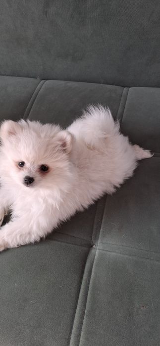 Белоснежная девочка шпиц