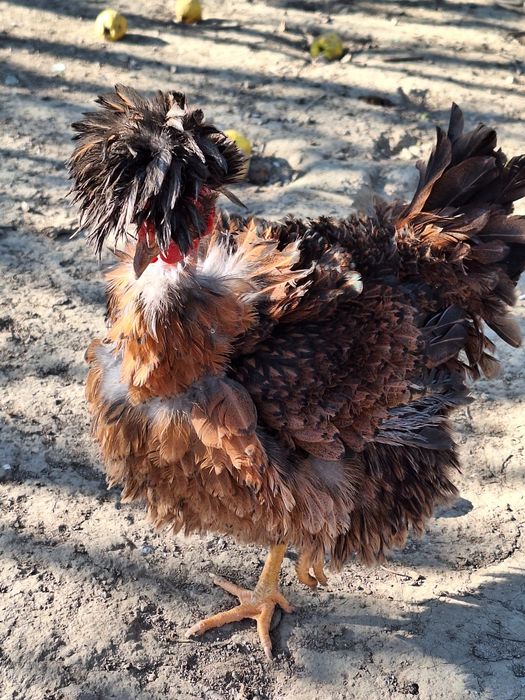 Ouă găini moțate pentru incubat