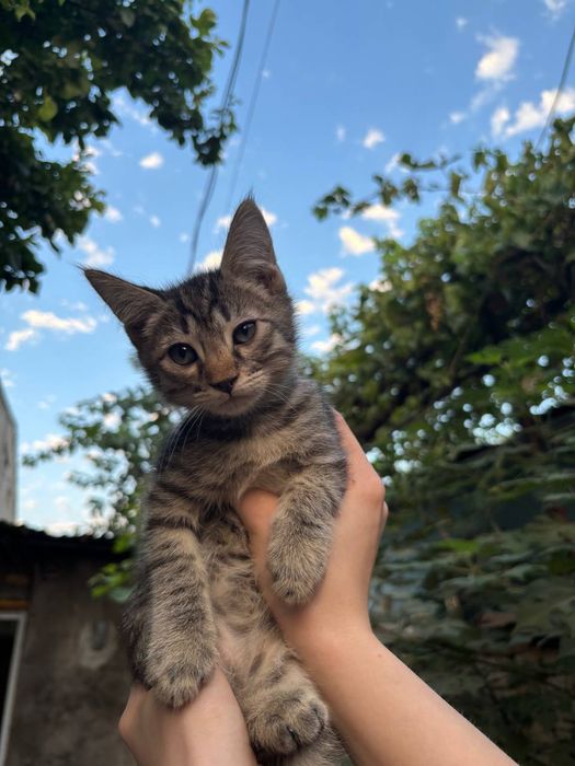 Пристраиваются самые красивые и умные котята