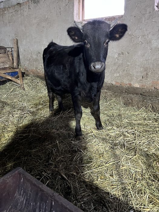 Продам Тёлочку 1.5 года