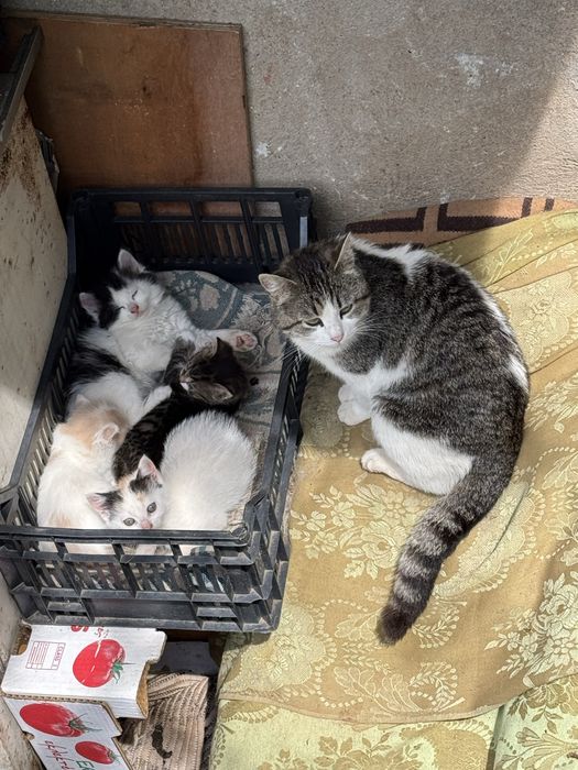 Малки сладки котета