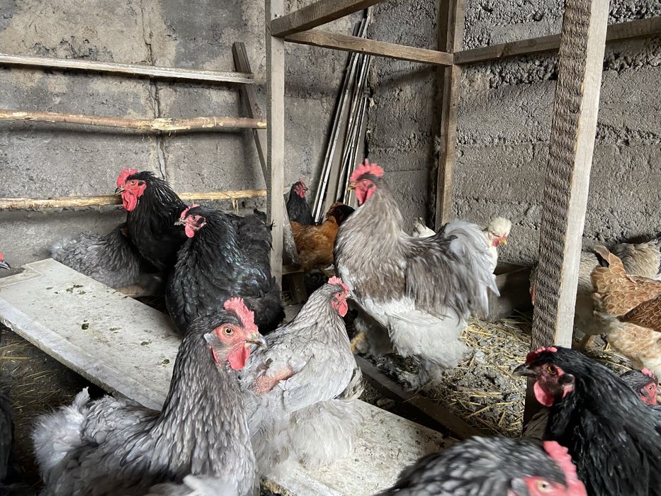 Куры и петухи брама