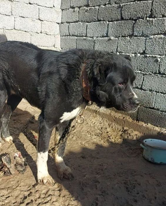 Собака, Тобет,  Алабай,  САО.