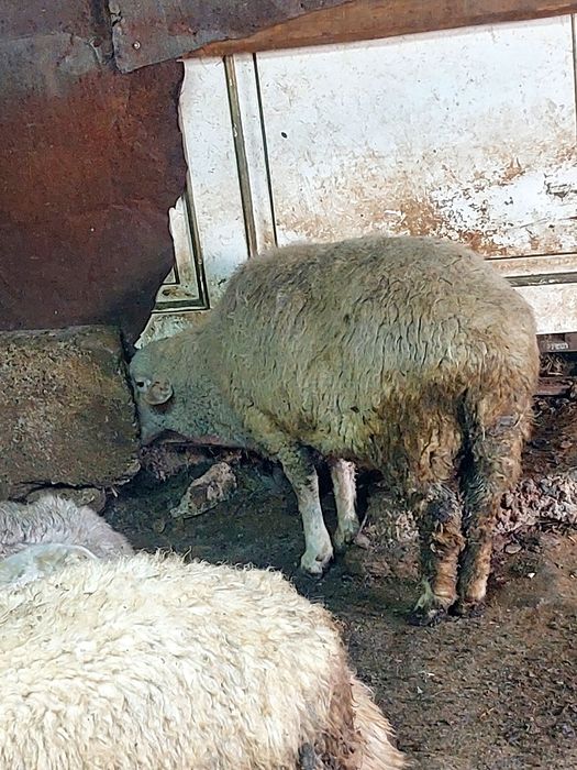 Продам баранов   разной породы