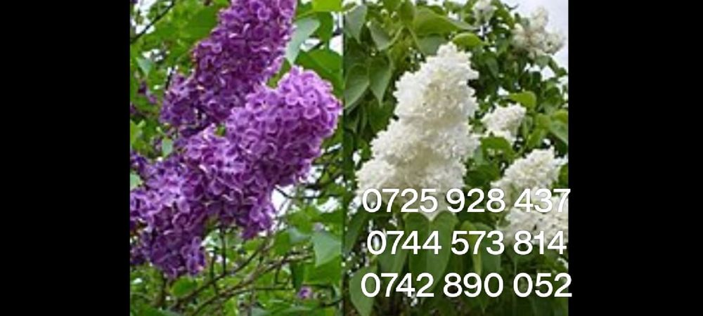 Catina, cires Maxut,Liliac altoit/nealtoit,Cires Galben. Paulownia