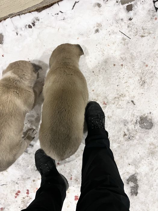 Продам щенков кангала