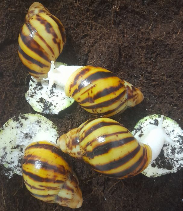 Кокосова почва и калций - за охлюви