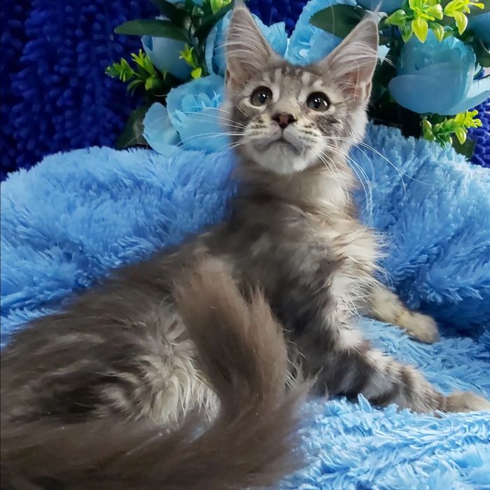 Мейн- куны КОТЯТА  !!! Черепахи- Красные- Крем- Голубые- Дымные- Мрамо