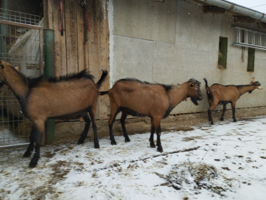 Masculi alpina franceza și anglonubiana