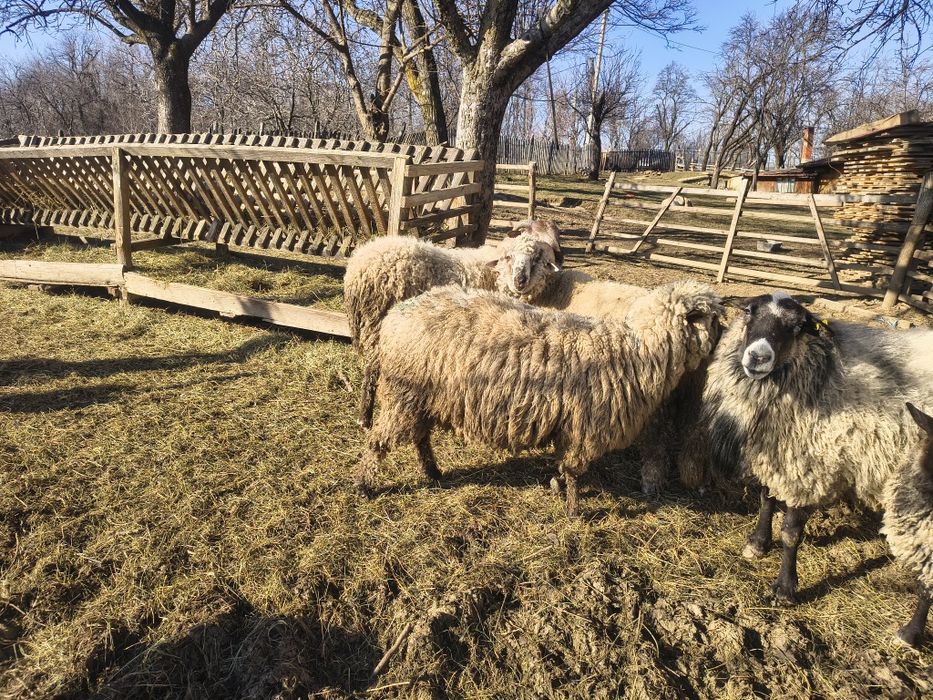 Berbecii de vânzare