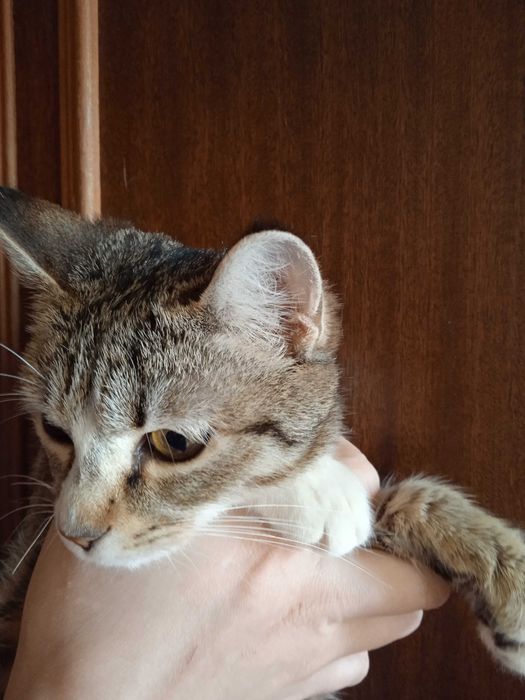 Красивая кошечка Луна - 6 месяцев.