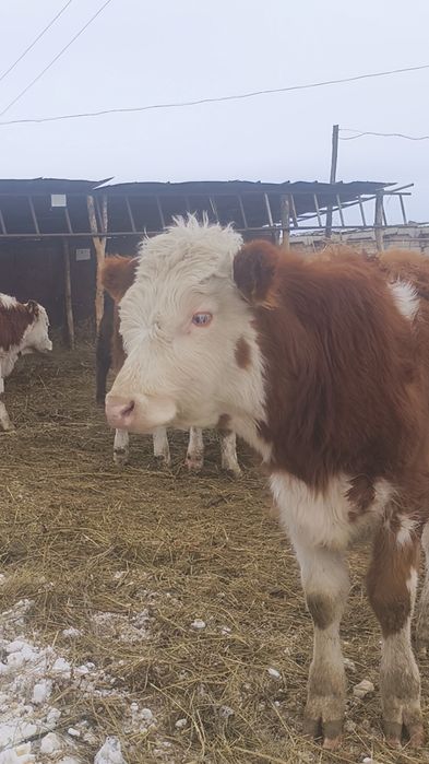 22 бас бұқа круг 1жас 2жас аралас