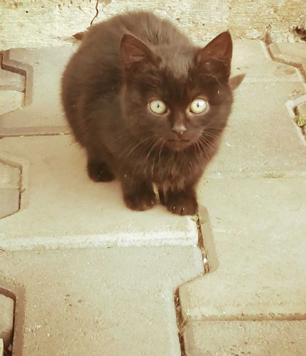 DONEZ pui de pisica,in Suceava