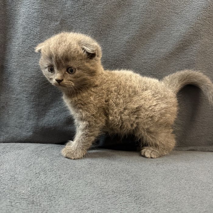 Британские чистокровные котятки
