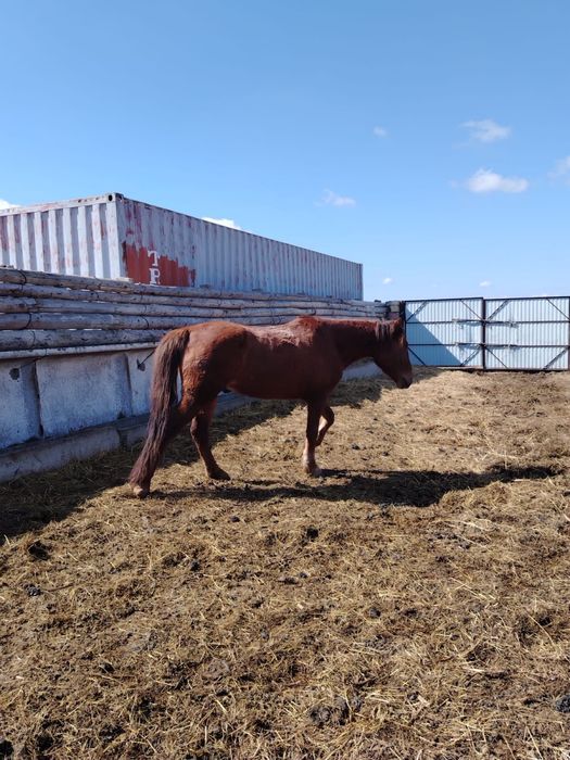 Міңгі ат  сатылады 5 жасар